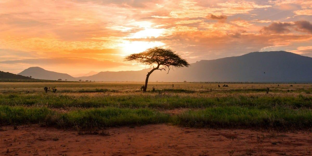 African savannah with acacia tree at sunset and mountains in background