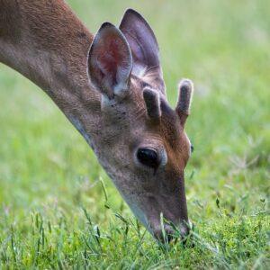 Young Deer