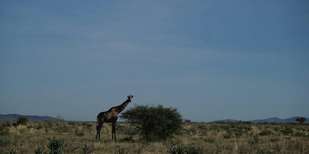 Giraffe standing near a bush in African savannah grassland