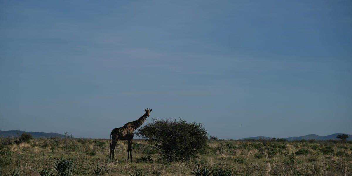 Giraffe standing near a bush in African savannah grassland