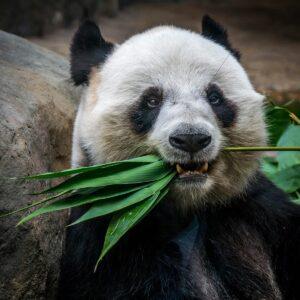 Giant Panda