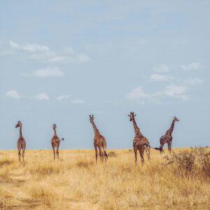 Giraffes
