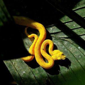 Golden Eyelash Viper