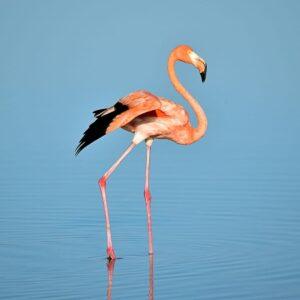 Pink Flamingo