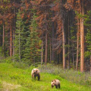 Grizzly Bears