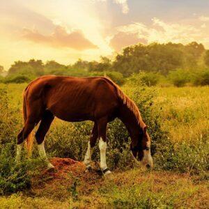 Brown horse