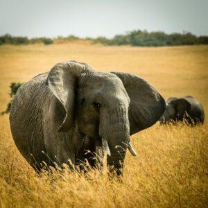 Elephant