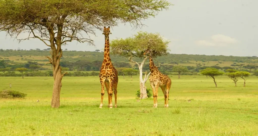 Out of Africa Wildlife Park Camp Verde Arizona panorama