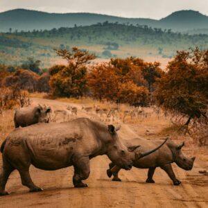Rhinos