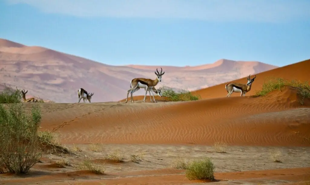 Springboks on the red sand dunes of Namibia, a unique desert safari destination in Africa