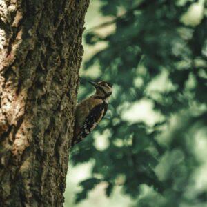Woodpecker