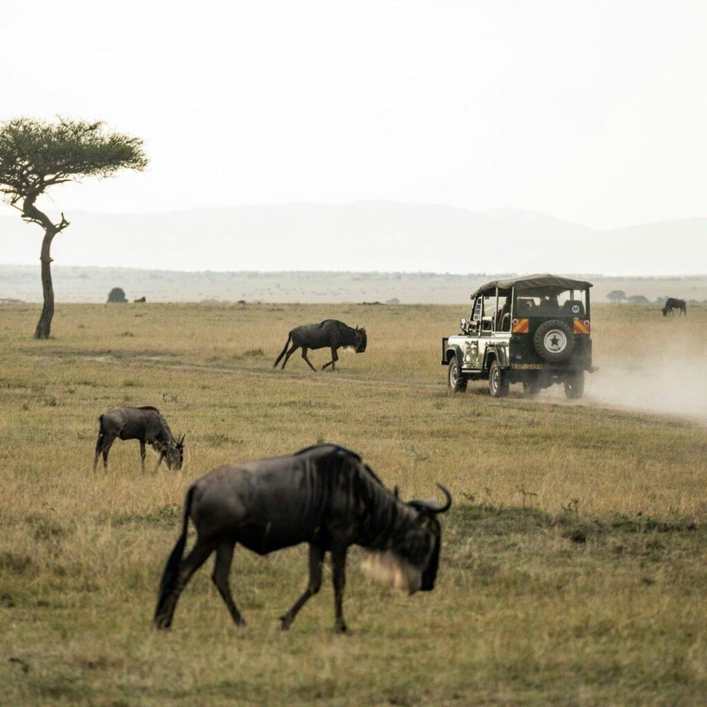 Safari jeep driving across African savannah with wildebeest grazing