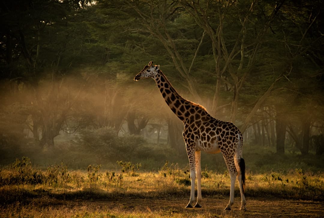 Giraffe feeding from safari vehicle on African Bush Safari at Out of Africa Wildlife Park