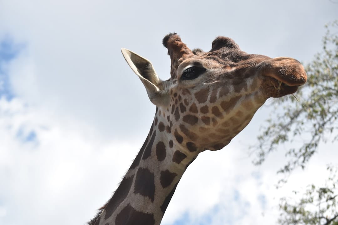 Giraffe portrait at Fossil Rim Wildlife Center near vehicle during golden hour