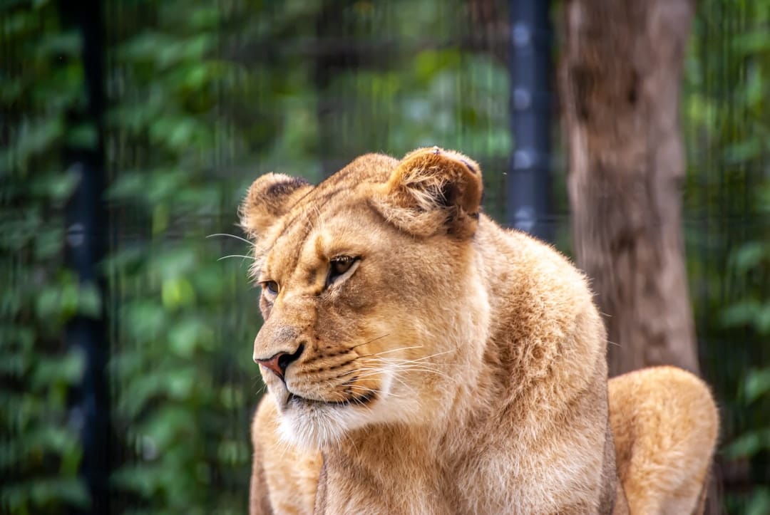 Golden hour lion close-up at Out of Africa Wildlife Park shot with 200mm lens