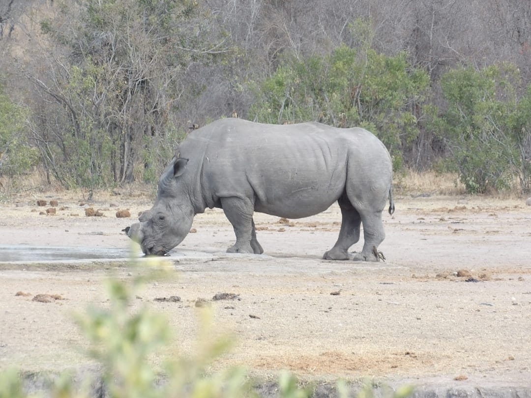 White rhinoceros crossing road at Fossil Rim Texas in sunset light