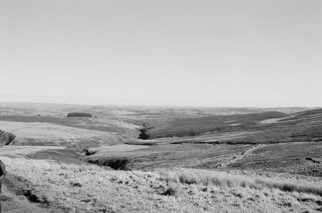 Zebras on open Texas savanna at Fossil Rim with leading road lines