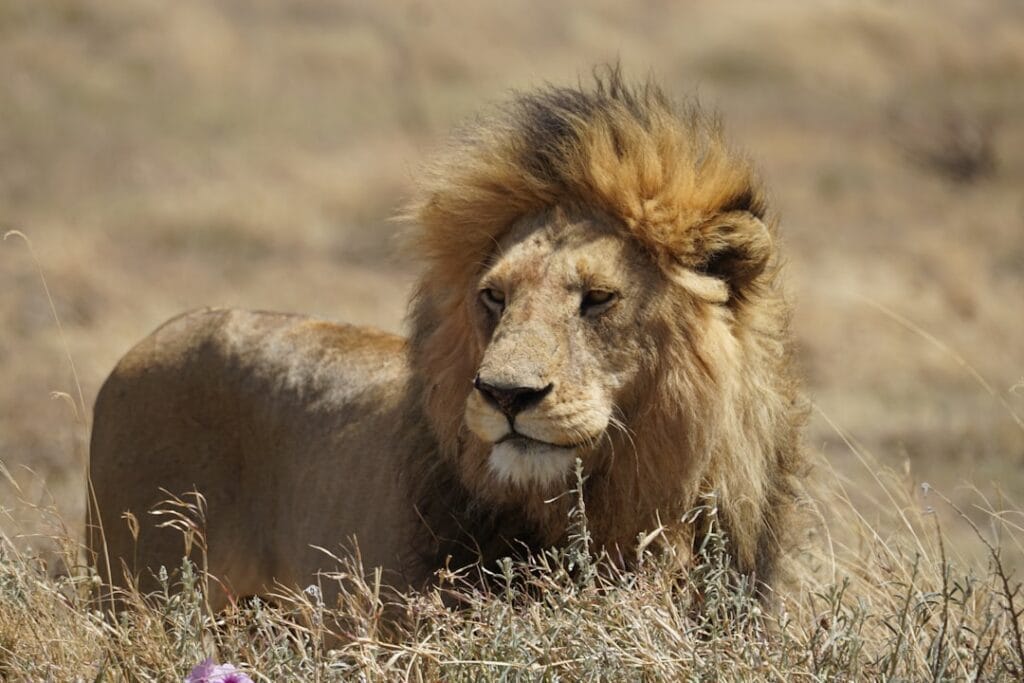 african lion safari canada