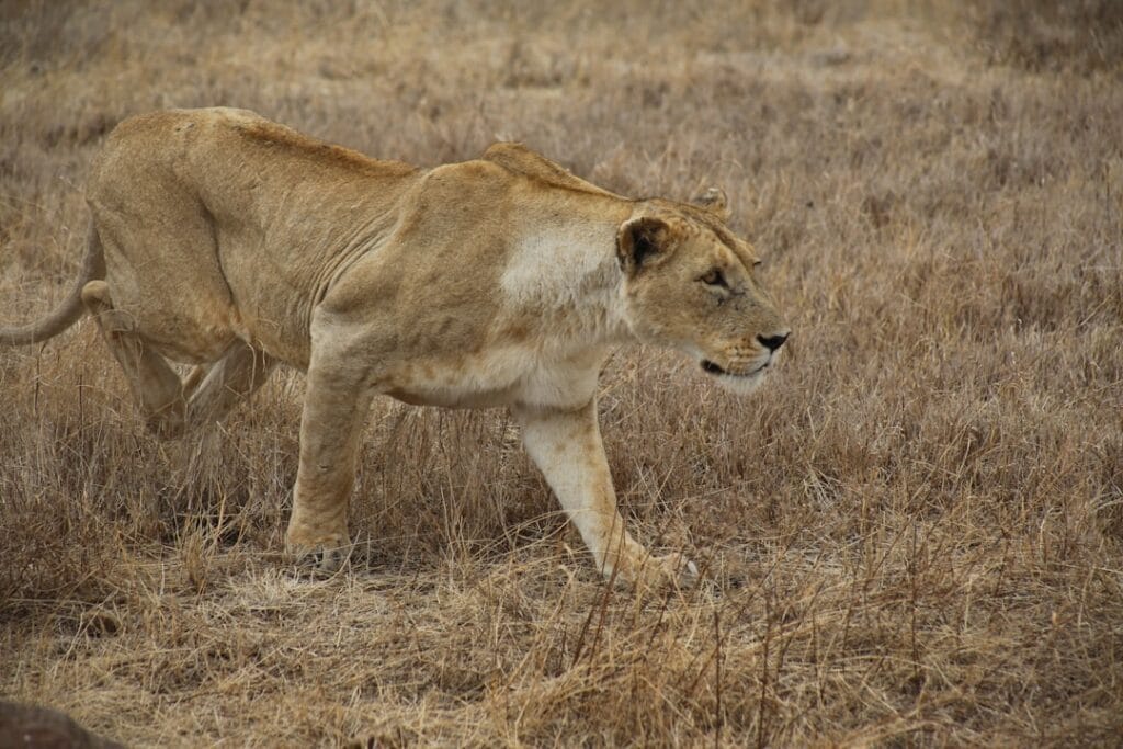 african lion safari ontario
