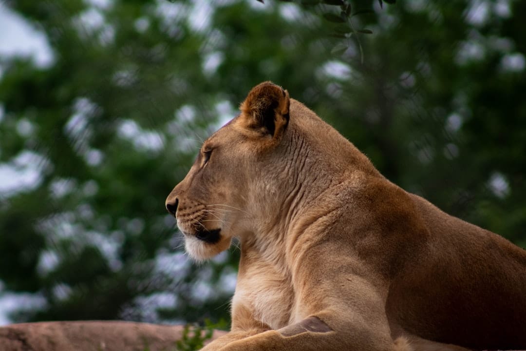 male african lion portrait at african lion safari canada morning light