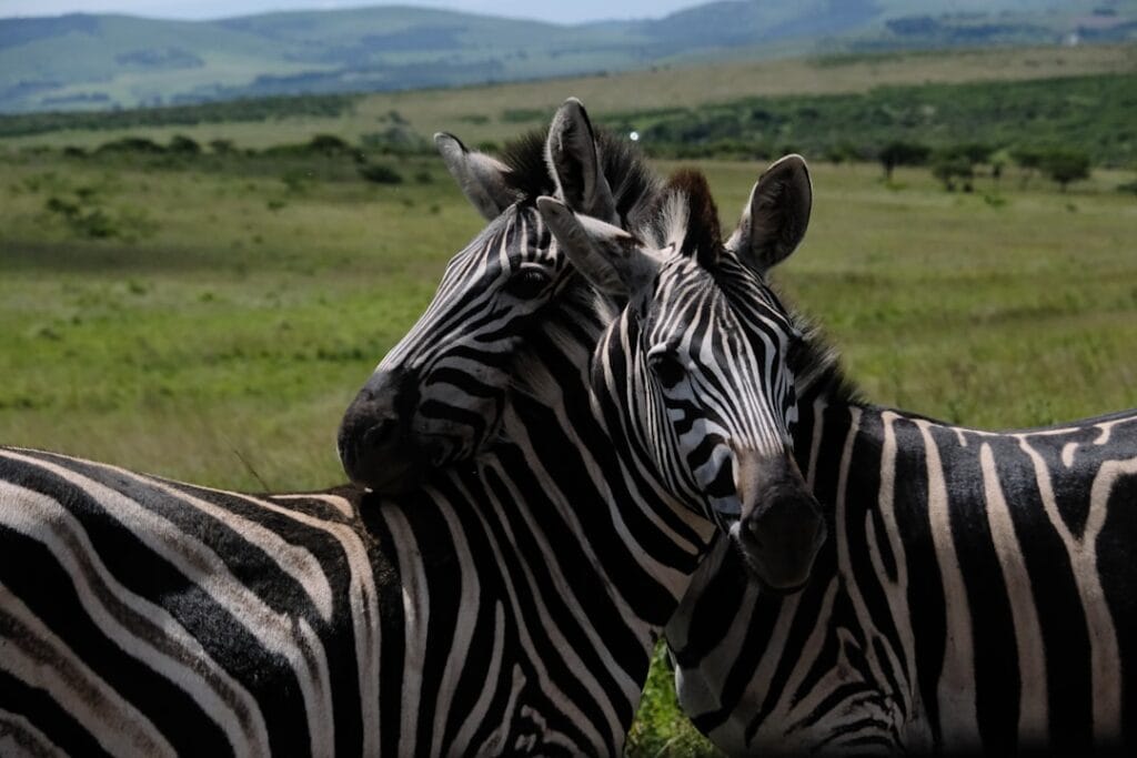 out of africa wildlife park tickets