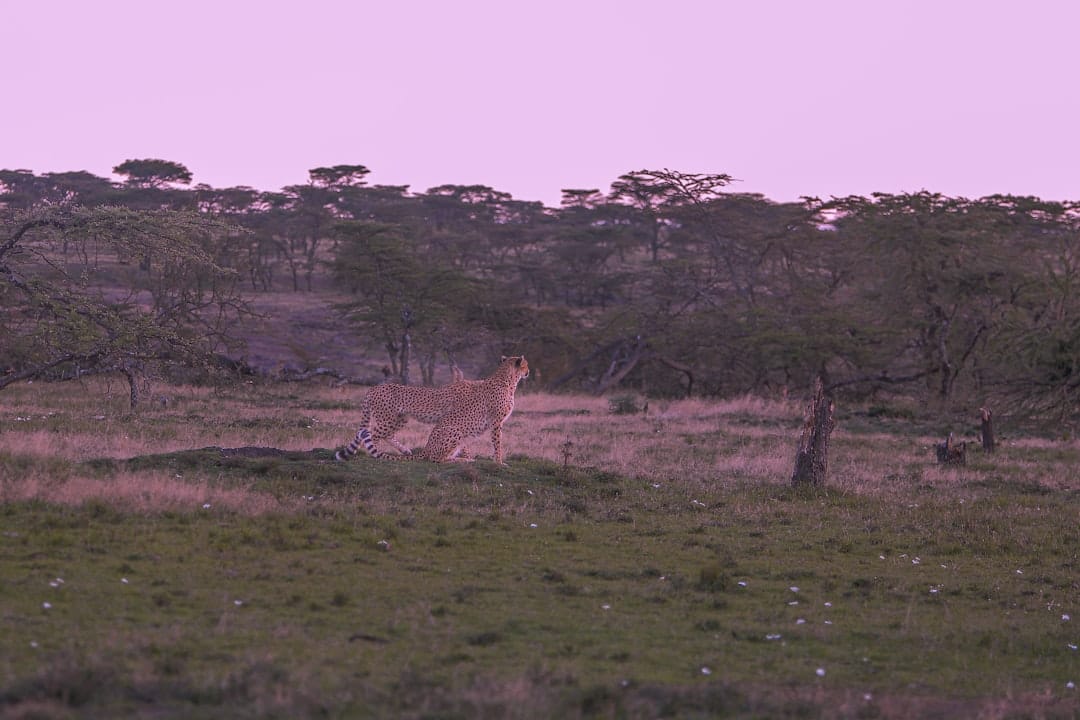 self drive safari car with giraffes and zebras african lion safari ontario
