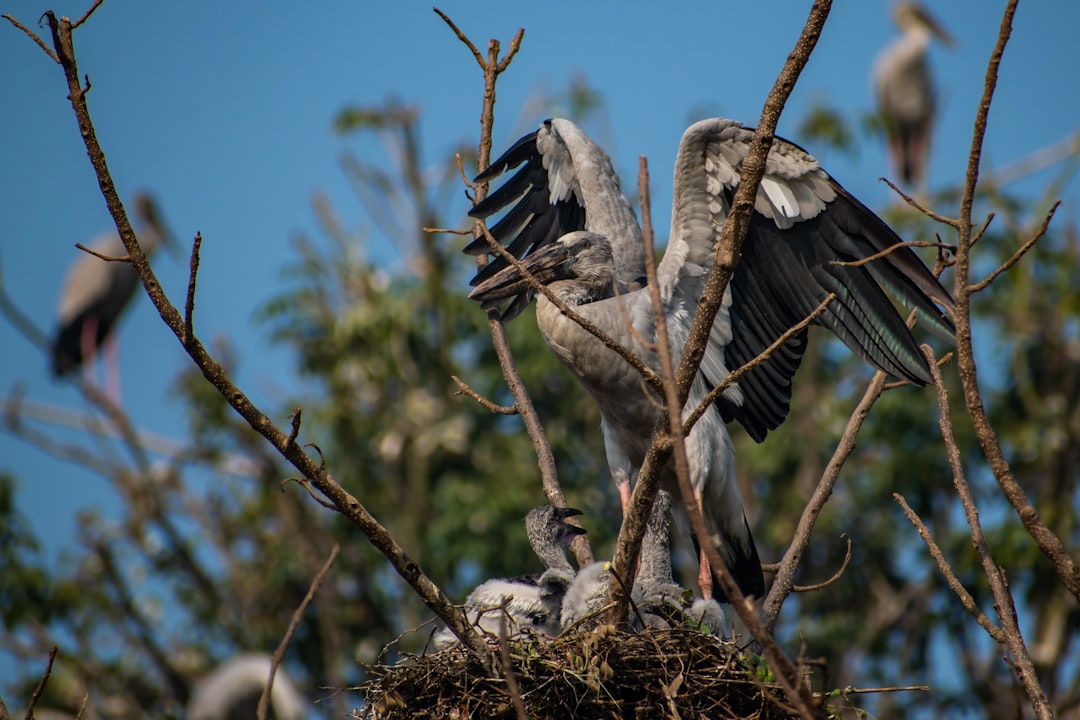 Adult Cooper's Hawk feeding nestlings in Arizona desert nest.