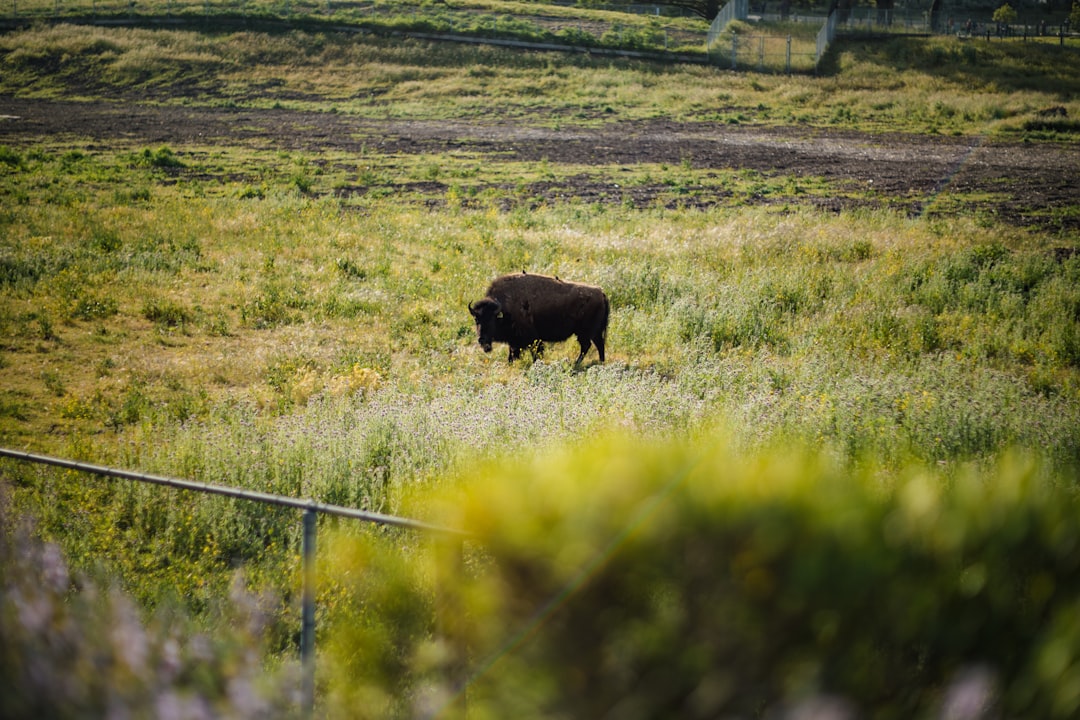 American bison in prairie grass at Lee G. Simmons Conservation Park