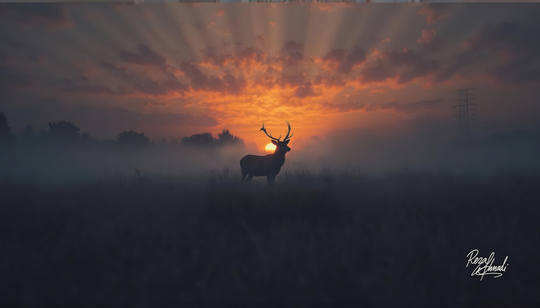 American elk in Tennessee forest at dawn, highlighting natural wildlife habitat