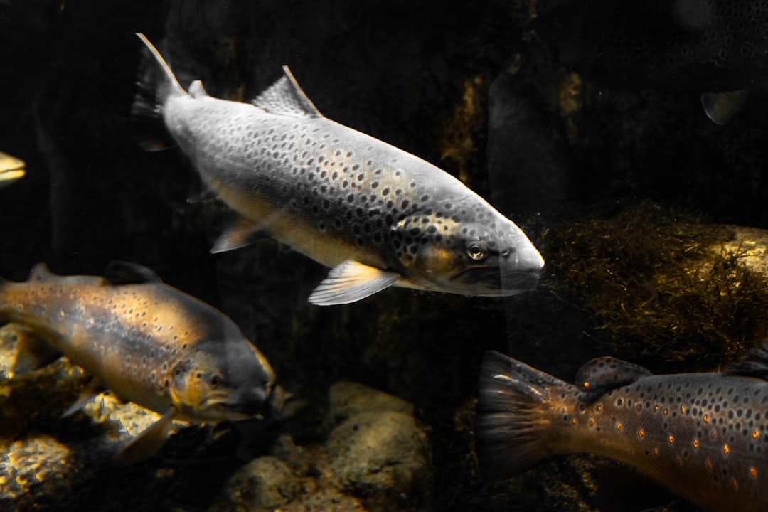 Aquarium with native fish at American National Fish and Wildlife Museum.