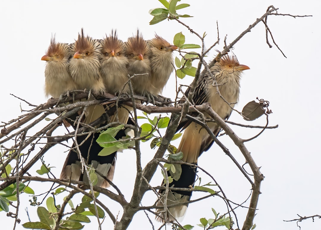 Birdwatchers spotting rare birds in cypress trees at Apopka Wildlife Drive.