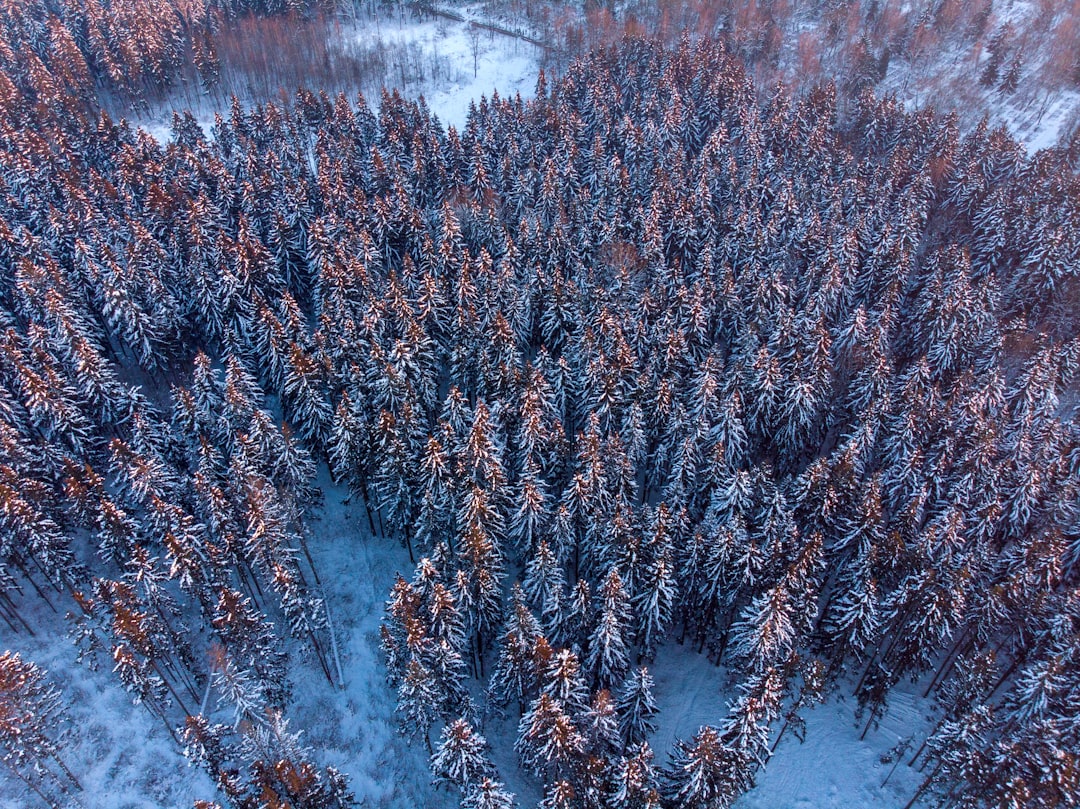 Camera gear in snowy Vermont forest for wildlife photography near animal tracks