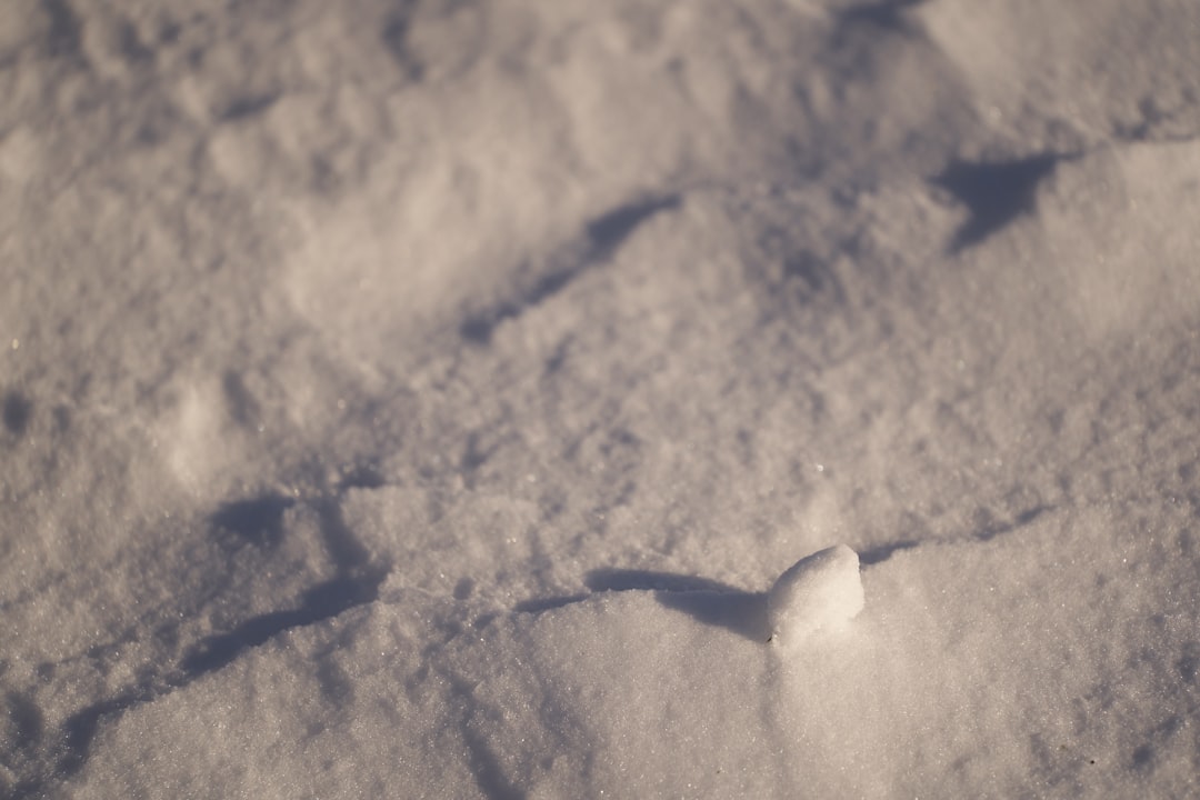 Canada lynx paw prints in Vermont snow ideal for wildlife tracking