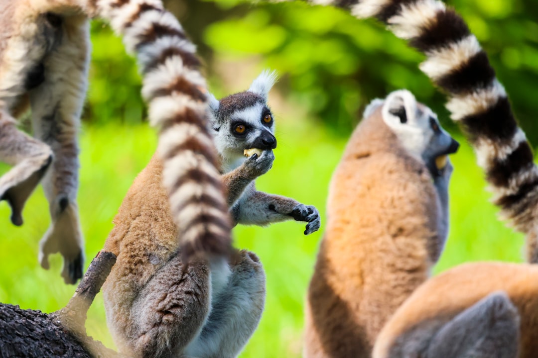 Children interacting with lemur at Sharkarosa wildlife educational exhibit