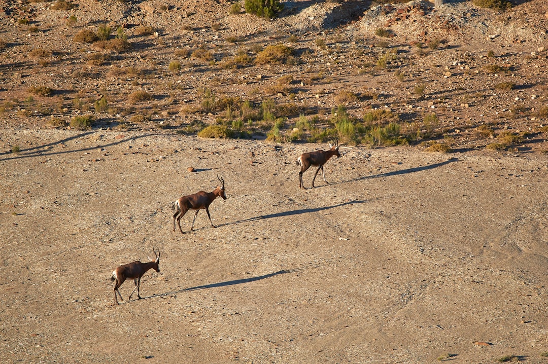 Elk crossing dirt road viewed from safari vehicle at Nebraska wildlife park