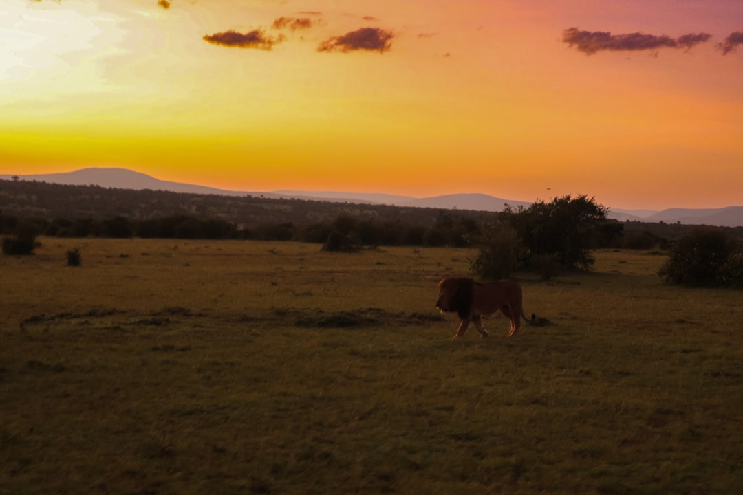Elk herd grazing at sunset in Tennessee Wildlife Management Area after conservation efforts