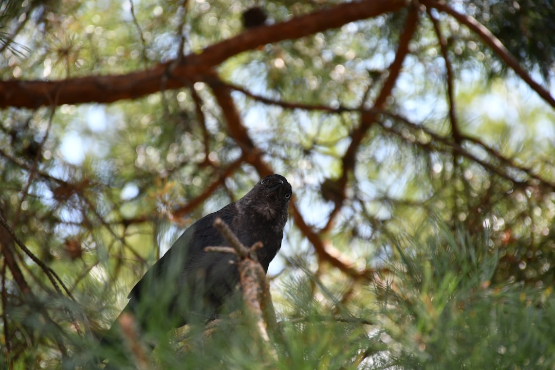 Fledgling Cooper's Hawk perched above Arizona desert scenery.