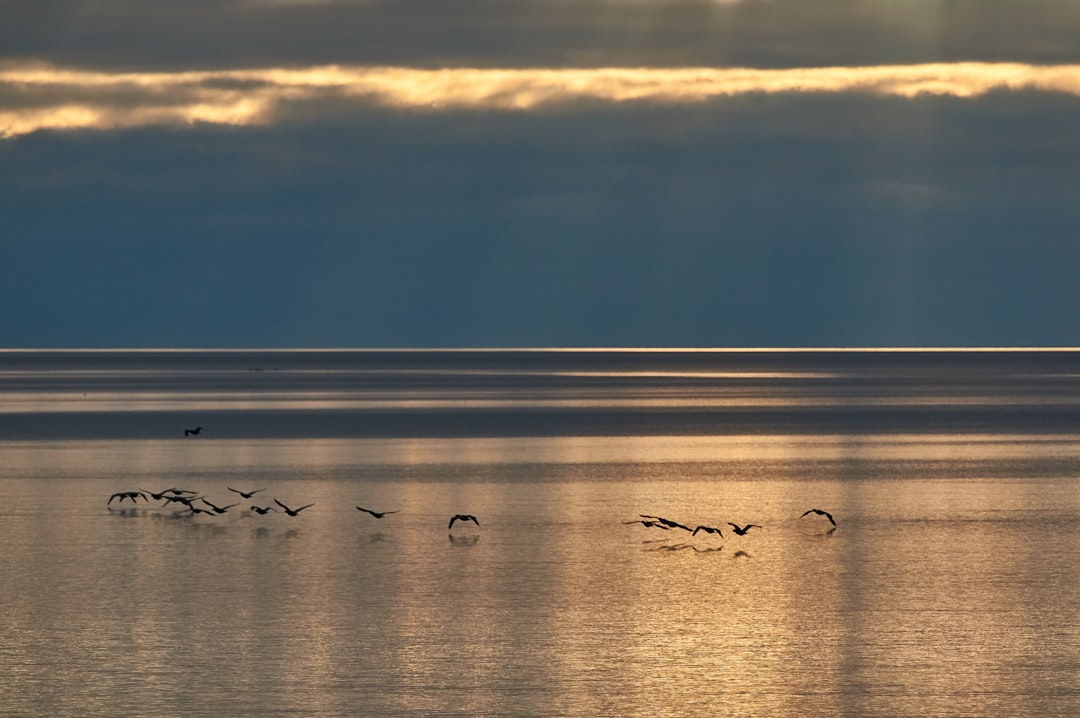 Grizzly Island wetlands at sunrise with wildlife silhouettes for nature photography