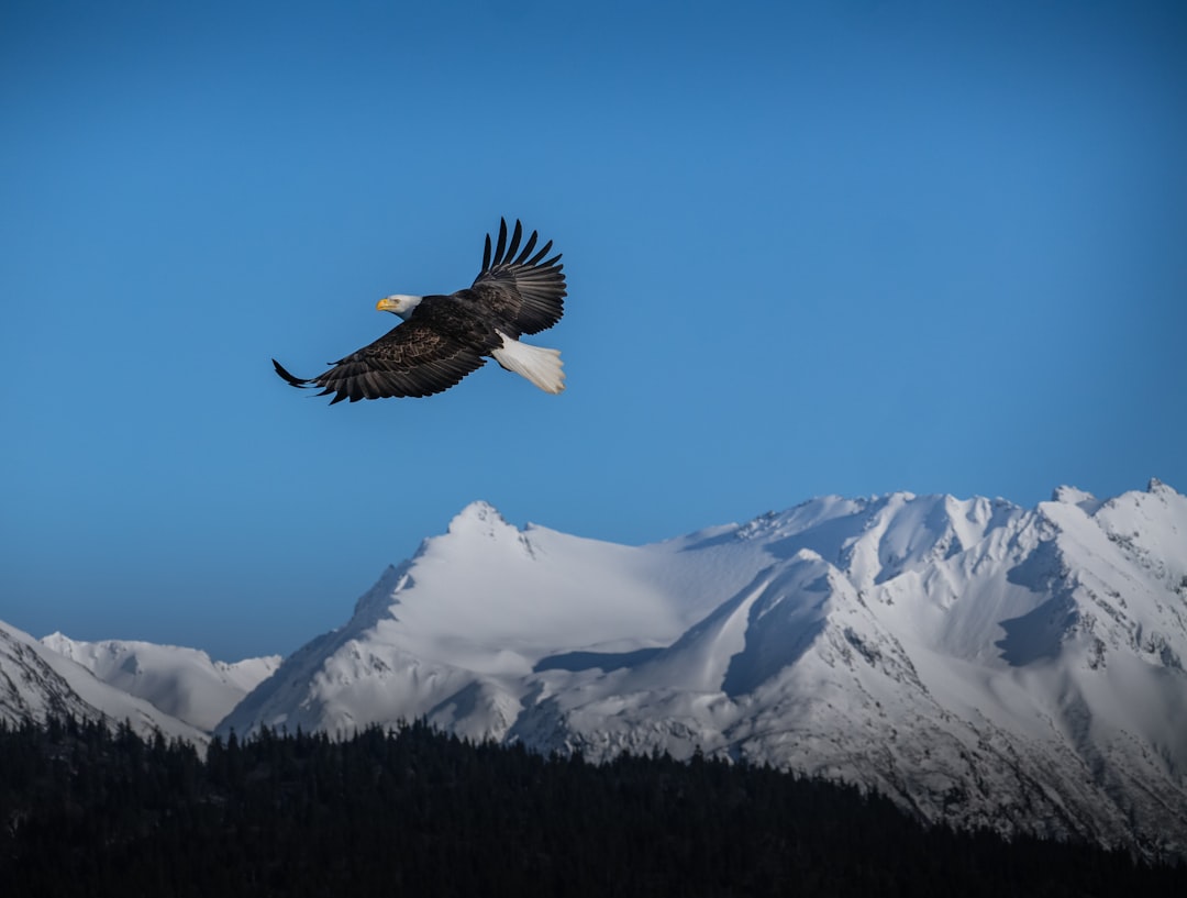 Hikers watching bald eagles on a Washington wildlife trek
