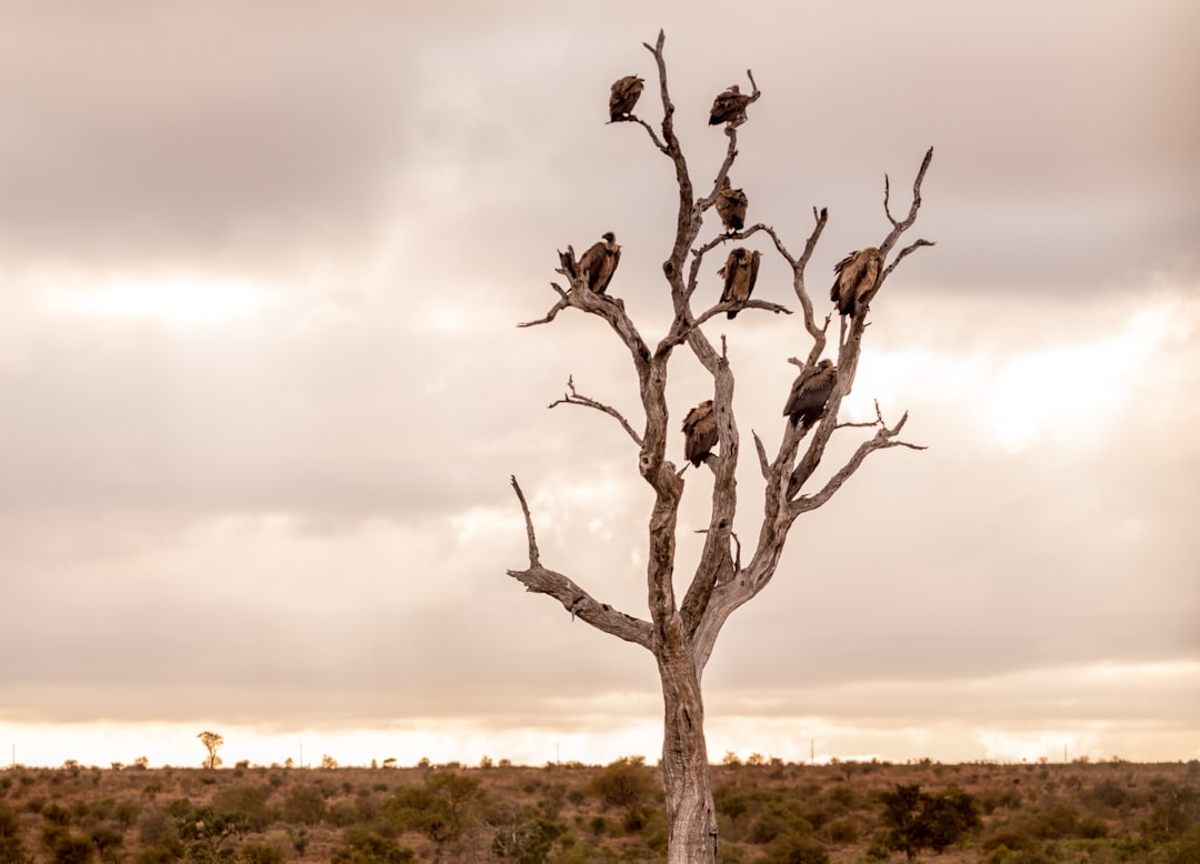 Juvenile Cooper's Hawks exercising wings in Arizona desert habitat.