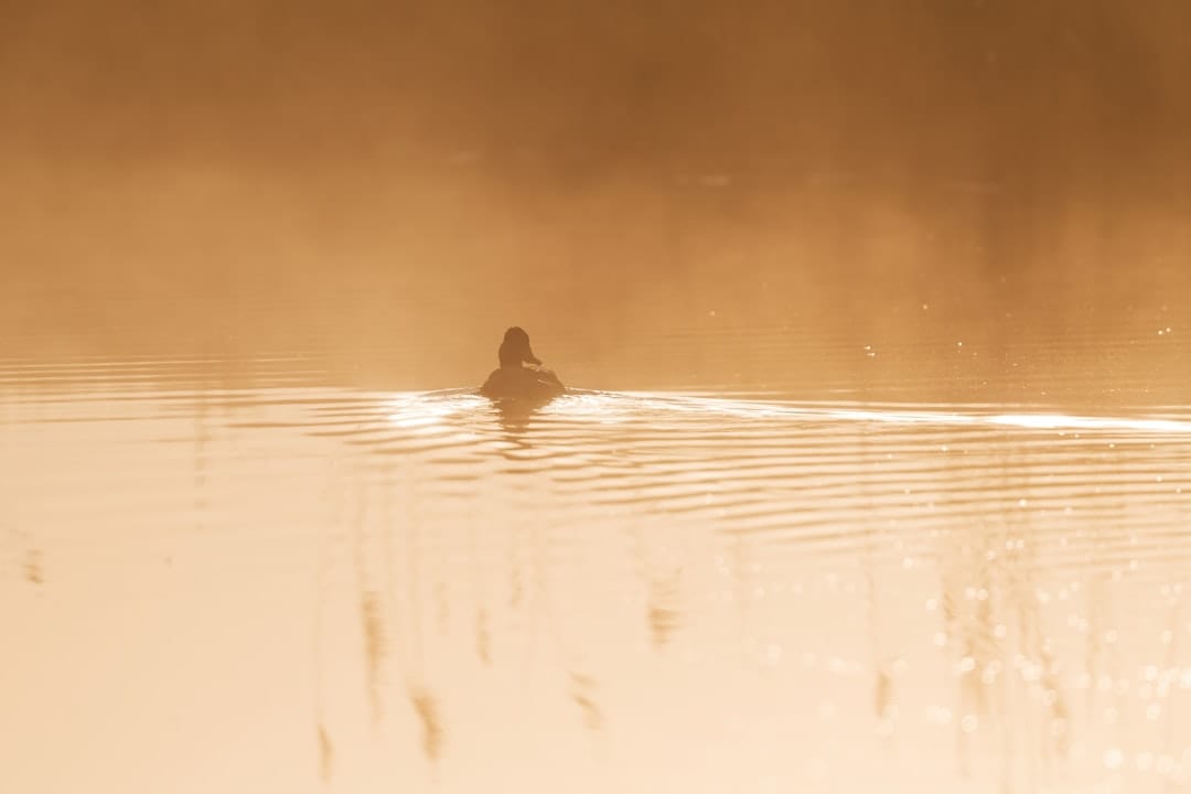 Moose at dawn in Algonquin Park Ontario wildlife photography