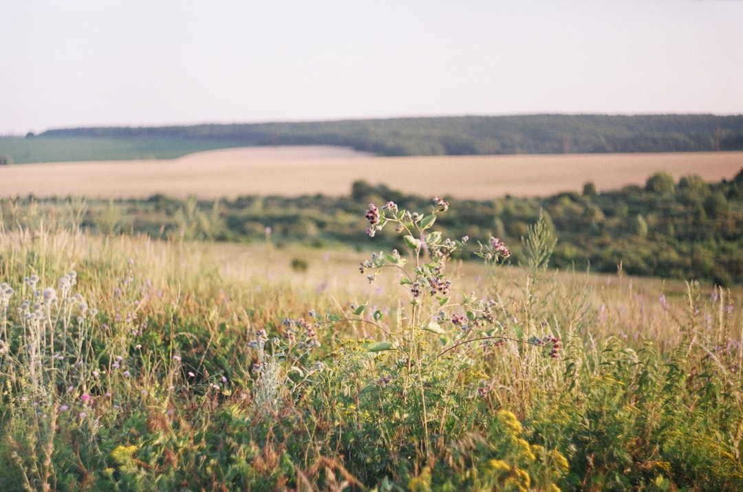 Natural Bridge Wildlife Ranch ticket held by visitor with safari landscape in background