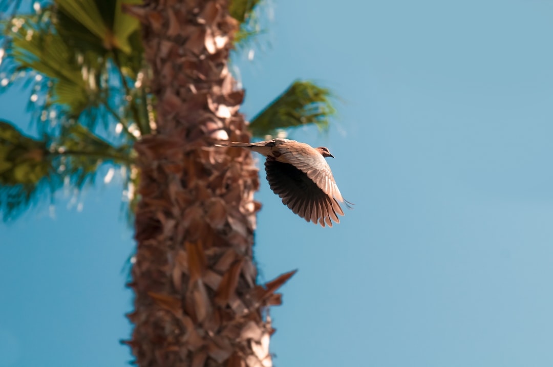 Newborn Cooper's Hawk chick in nest, Arizona mesquite tree.