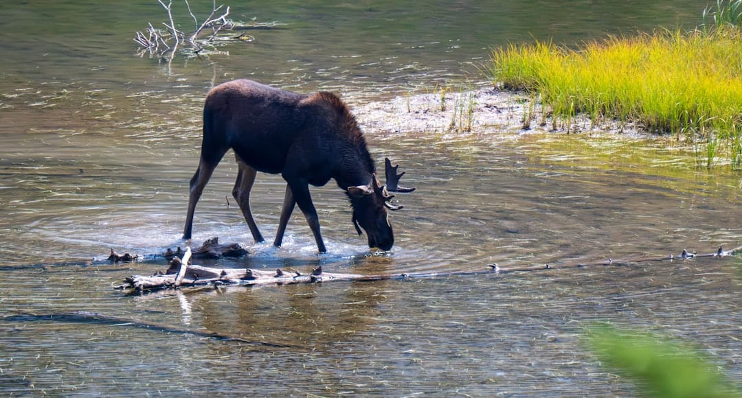 Ontario Parks moose in autumn rut wildlife photography guide