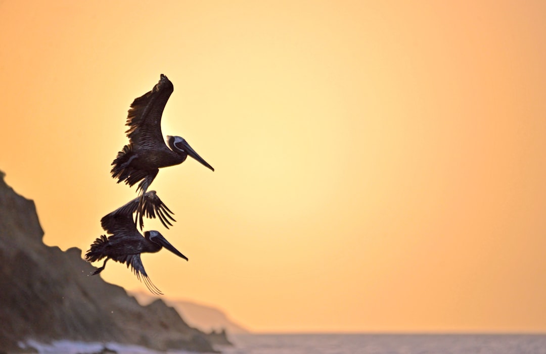 Pelicans flying over wetlands at Pelican Island Wildlife Preserve during sunrise