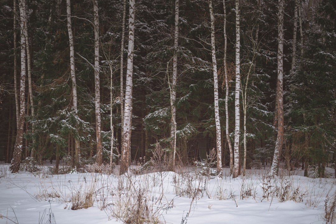 Photographer taking picture of Canada lynx in snowy Vermont woodland