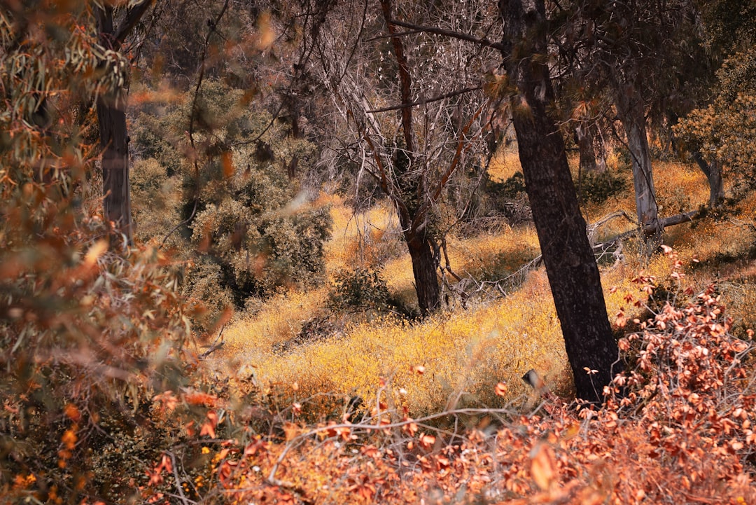 Photographer taking pictures of deer on Washington trekking path