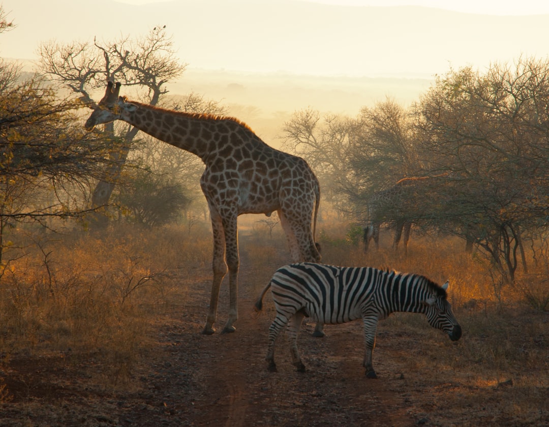 Photographer taking wildlife photos of giraffe and zebra at Natural Bridge Wildlife Ranch from safari vehicle