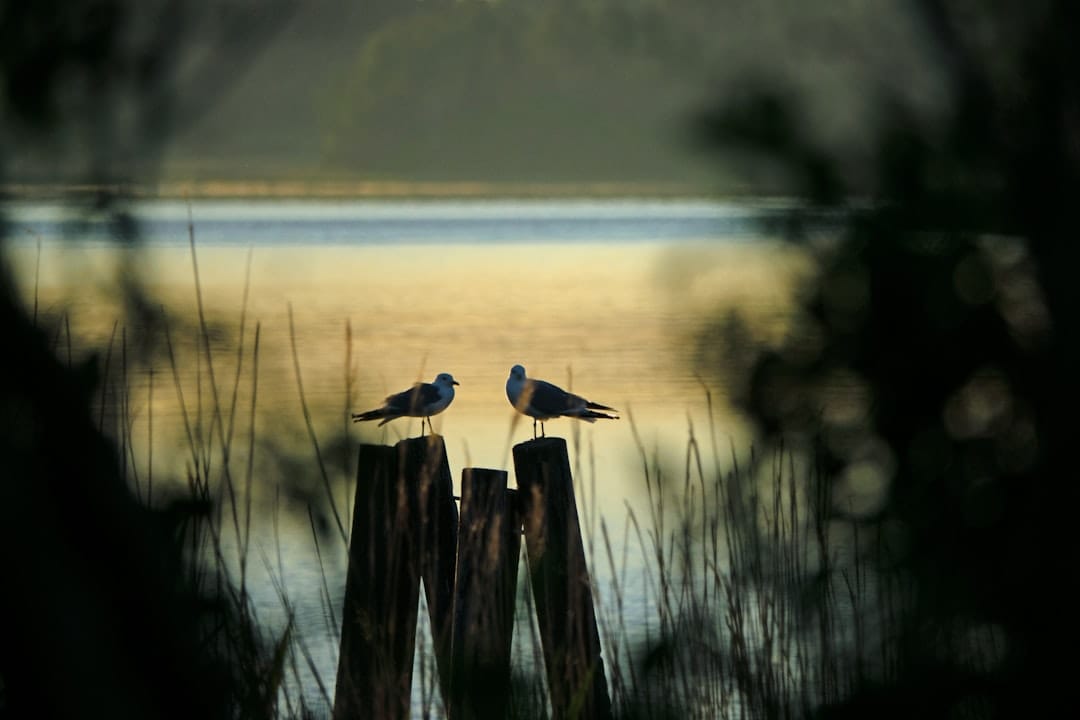 Point Pelee sunset boardwalk egrets marsh Ontario wildlife photography