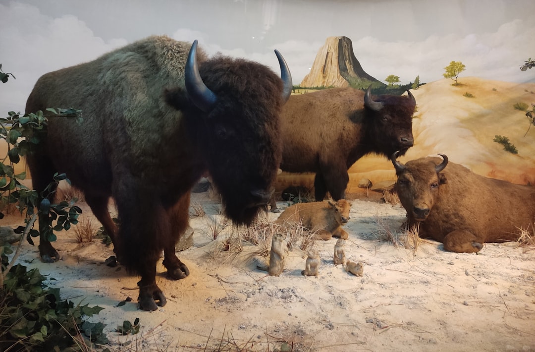 Realistic wildlife exhibits at the American National Fish and Wildlife Museum.